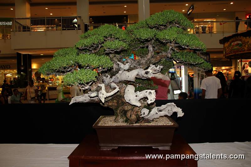 Bantigue Bonsai - Twin trunk
