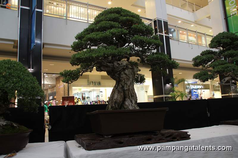 Bantigue Bonsai - Upright