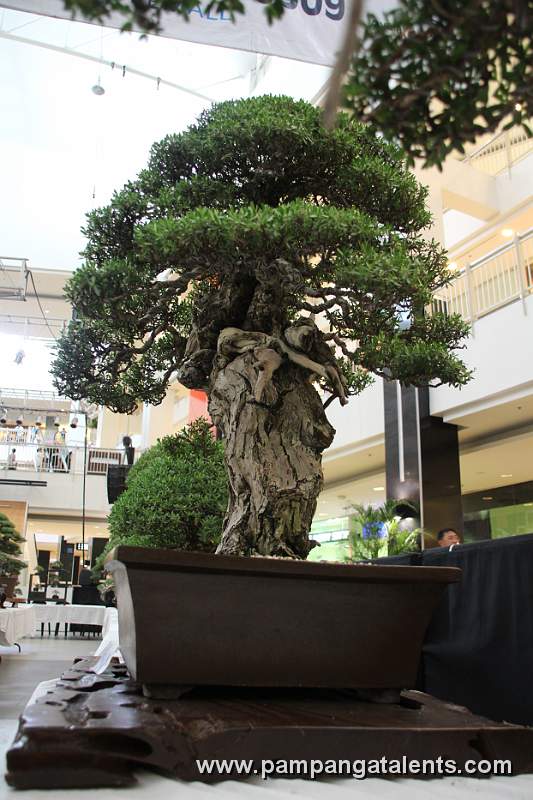 Bantigue Bonsai - Upright