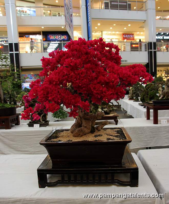 Boungainvillea Bonsai - Formal upright