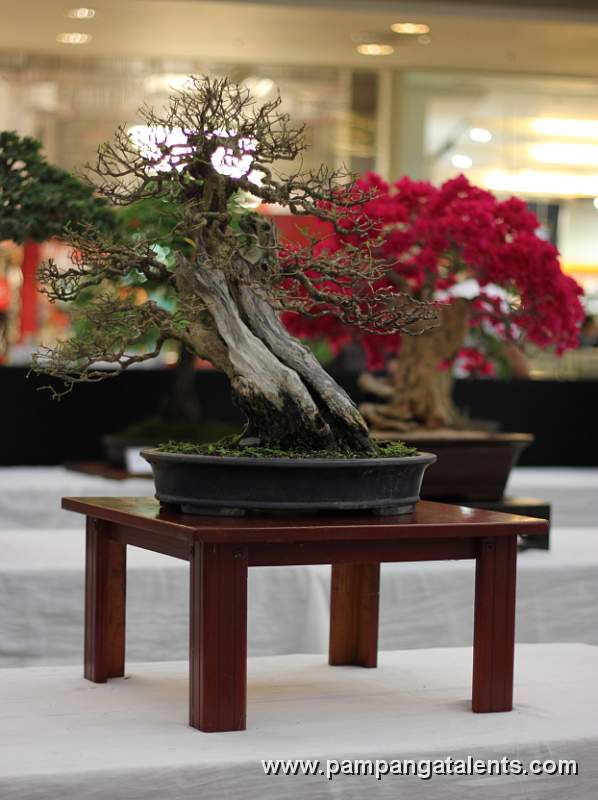 Boungainvillea Bonsai - Formal upright
