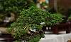 Informal_upright-Molave_Bonsai.JPG