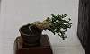 Molave_Bonsai-Cascade_2.JPG