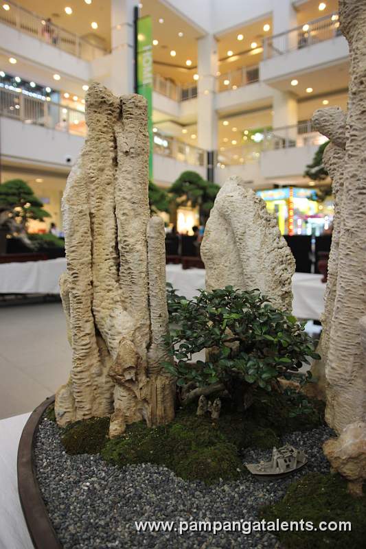 Penjing-Kamuning Bilog Bonsai 6