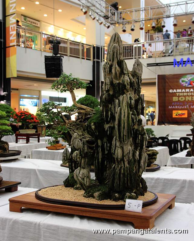 Penjing - Kamuning Bilog Bonsai