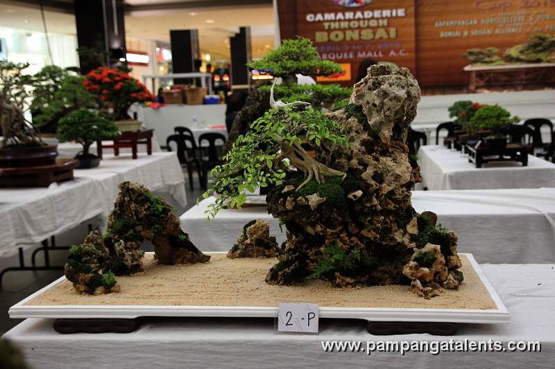 Penjing - Kamuning Bilog Bonsai