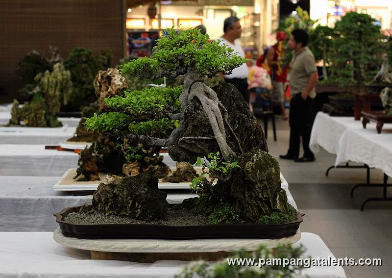 Penjing - Microcarpa Bonsai