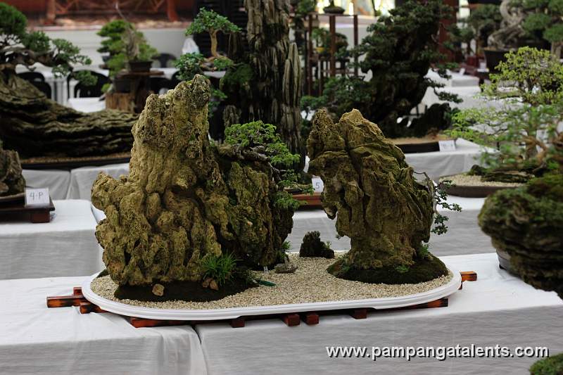 Penjing - Molave Bonsai