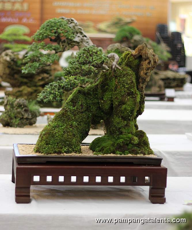 Penjing - Molave Bonsai
