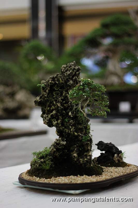 Penjing - Sampaguitang Gubat Bonsai
