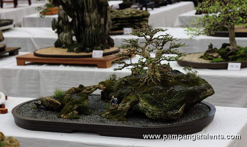 Penjing - Singapore Hollie Bonsai