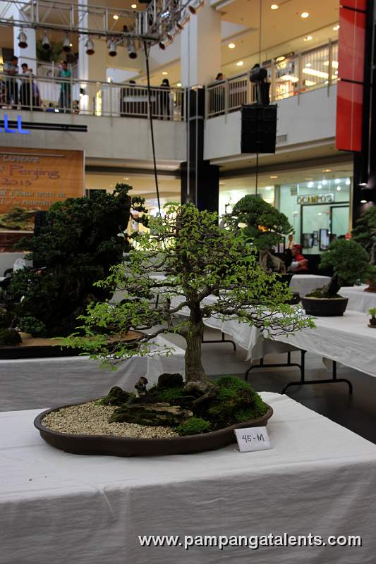 Penjing - Tamarind Bonsai