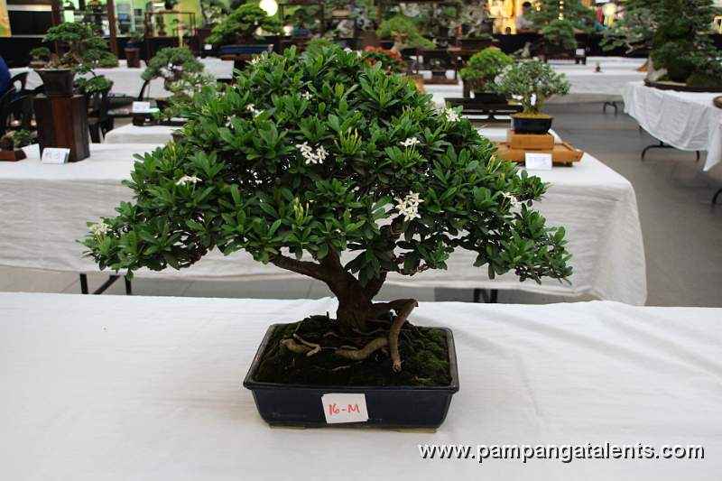 Santan Bonsai - Informal upright