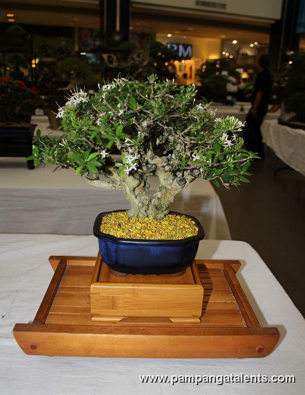 Santan Bonsai - Twin trunk