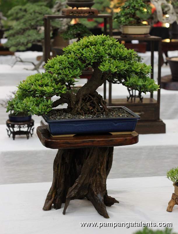 Santan Bonsai - Twin  trunk