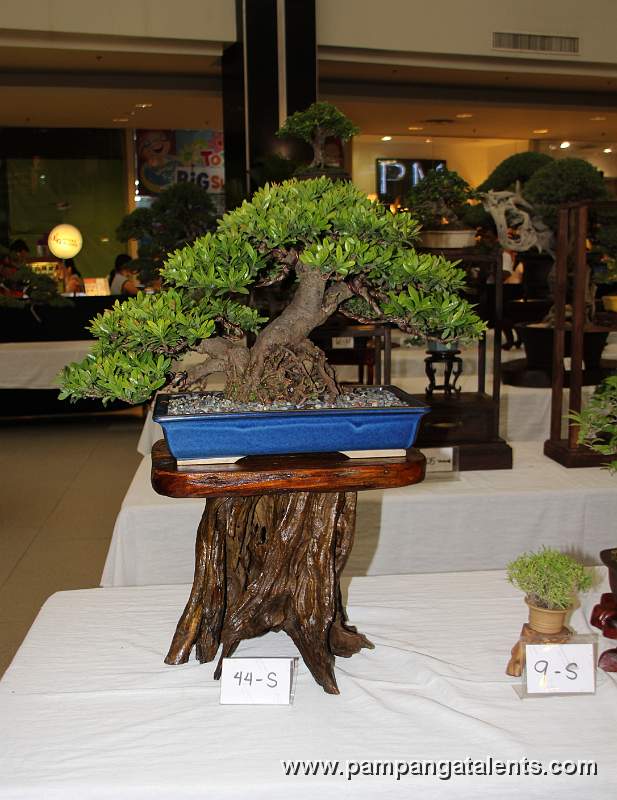 Santan Bonsai - Twin  trunk