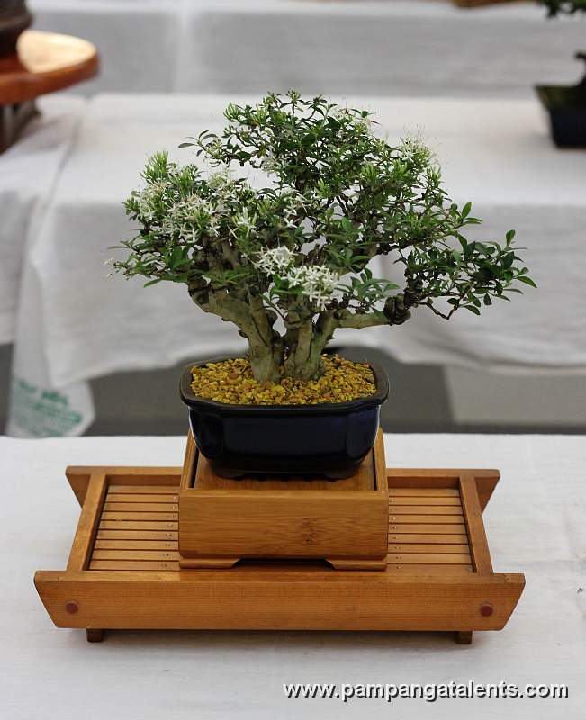 Santan Bonsai - Twin  trunk