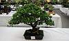 Informal_upright-Santan_Bonsai.JPG