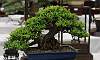 Twin_trunk-Santan_Bonsai_01.JPG