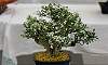 Twin_trunk-Santan_Bonsai_03.JPG