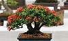 Twin_trunk-Santan_Bonsai_1.JPG