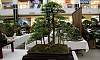 Forest-Tamarind_Bonsai_2.JPG