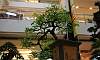 Tamarind_Bonsai-Cascade_3.JPG