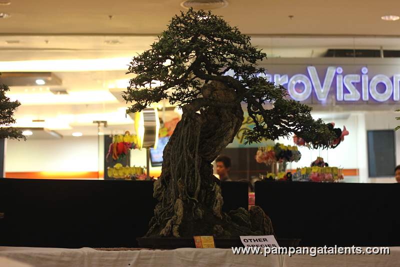 Angat Bush Bonsai - Exposed roots