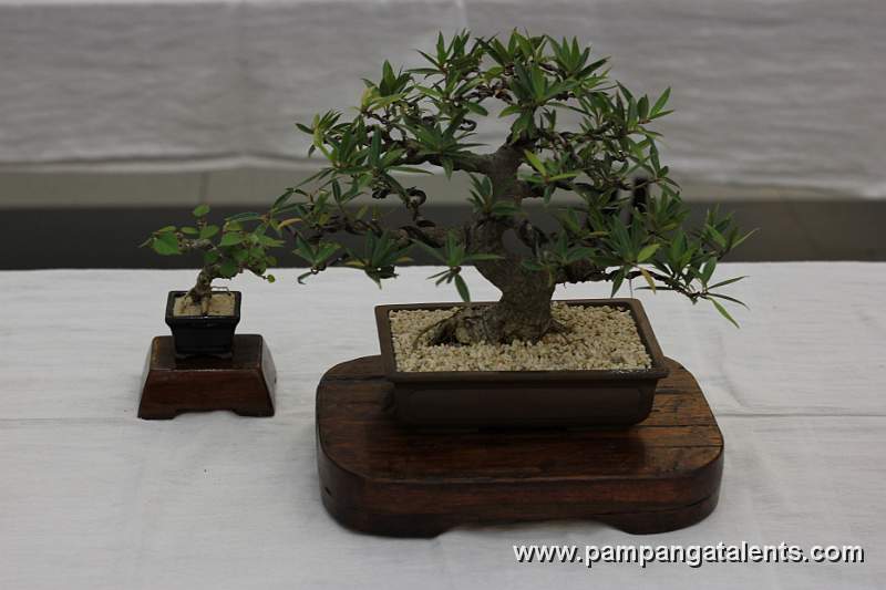 Texas Ficus Bonsai - Informal upright