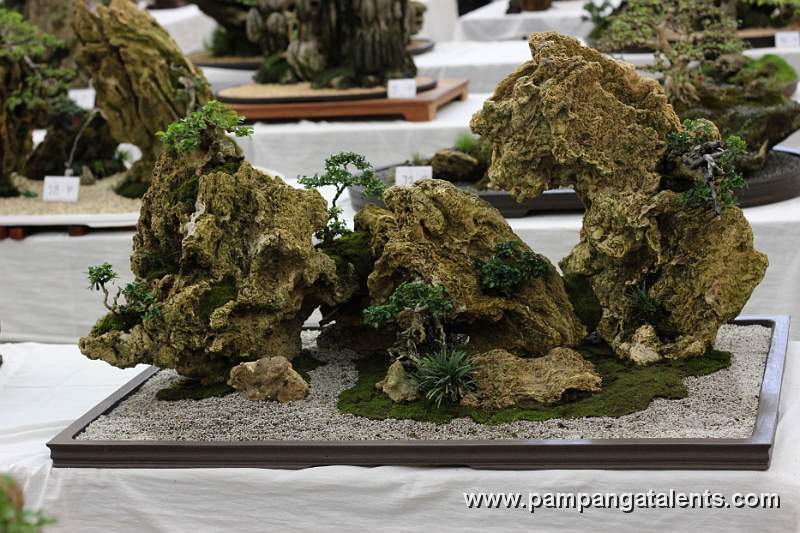 Philippine Scenery - Assorted Bonsai Plants