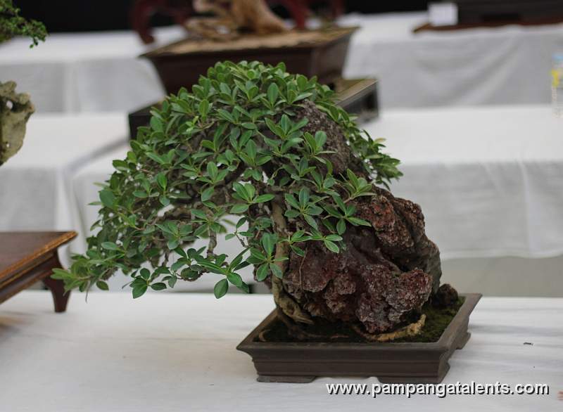 Wax Ficus - Rock clasping
