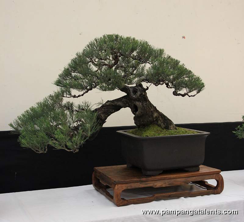 Agoho Bonsai - Semi - cascade