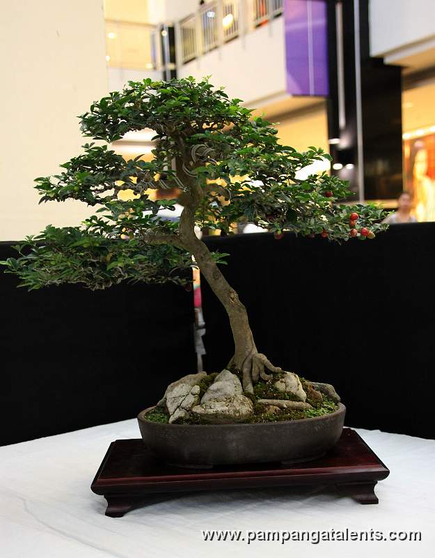 Lemoncito Bonsai - Slanting