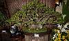 Ficus_Microcarpa_Bonsai_2.JPG