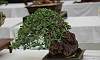 Rock_clasping-Wax_Ficus_1.JPG