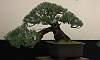 Semi_cascade-Agoho_Bonsai_3.JPG