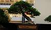 Slanting-Bignay_Bonsai_1.JPG