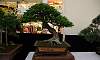 Slanting-Bignay_Bonsai_2.JPG