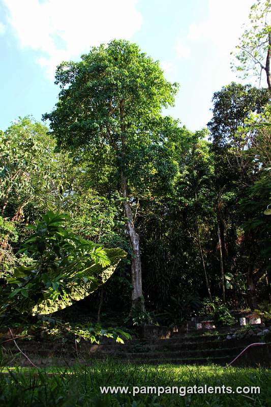 Alibangbang Tree