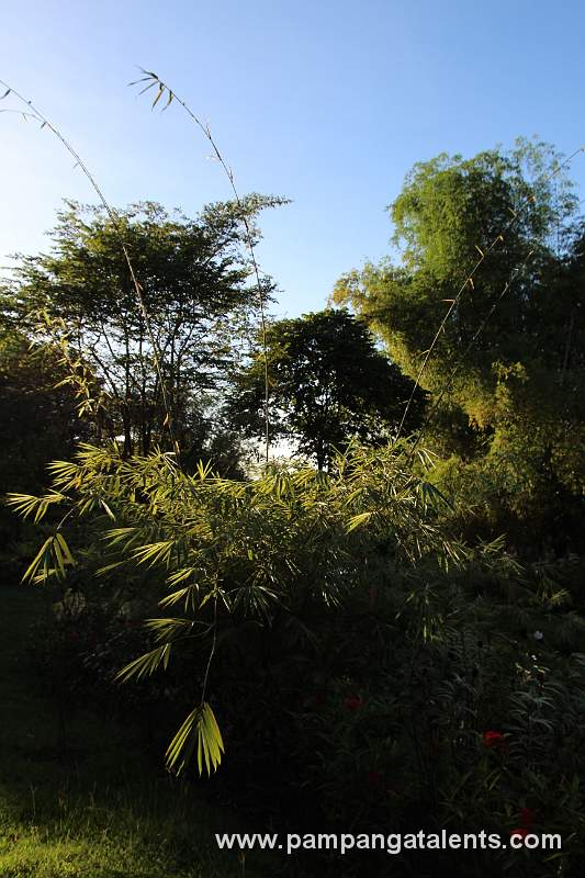 Baragetid Bamboo