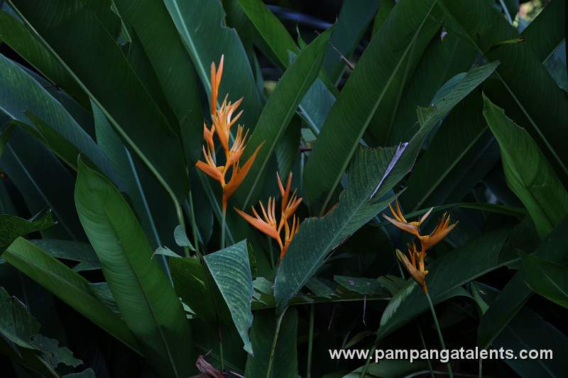 Bird of Paradise Flower