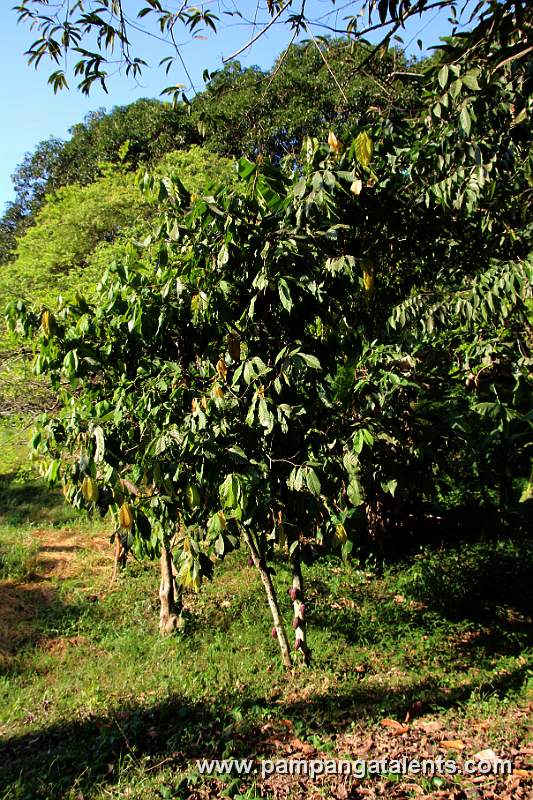 Cacao Tree