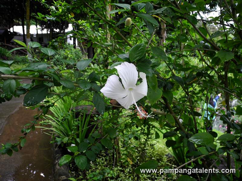 Gumamela Flower in paradise