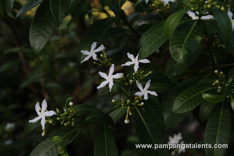 Pandakaki Flower