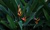 Bird_of_Paradise_2.JPG