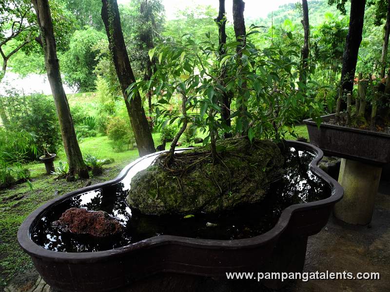 Bonsai in Pond