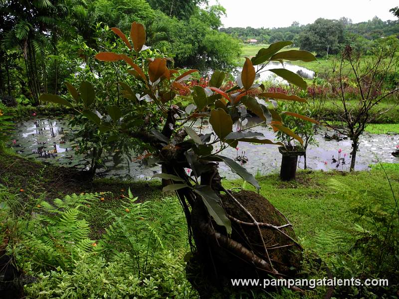 Bonsai - Root over Rock