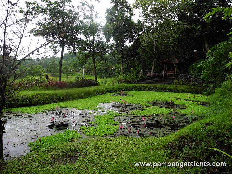 Pond in Eco Park