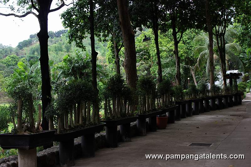 Forest Style Bonsai in Line