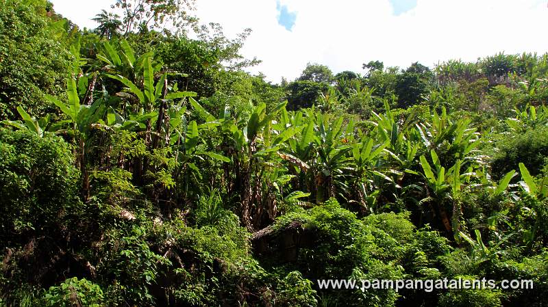 Banana Tree Plantation on Miyamit Mountain.